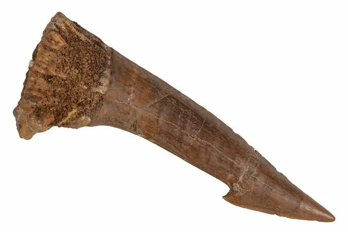 Fossil Sawfish (Onchopristis) Rostral Barb - Morocco #219877